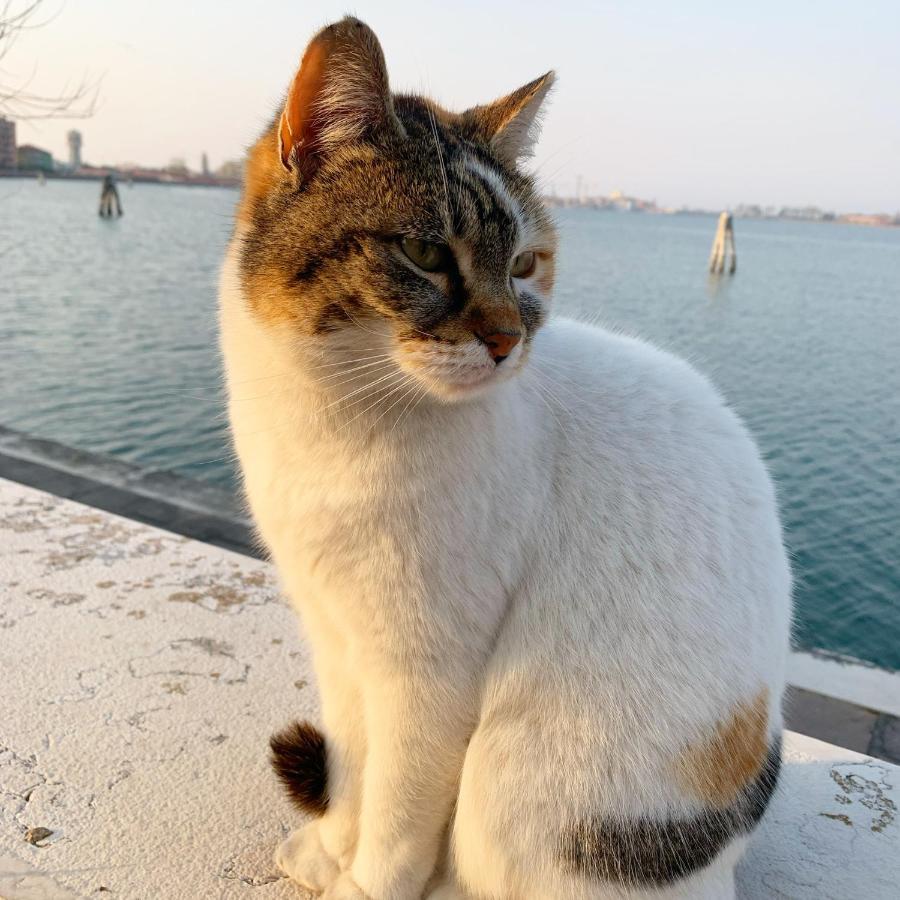 Sepa Chioggia Calle Moretti エクステリア 写真